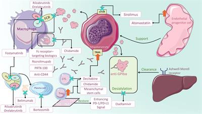 Current therapeutic strategies and perspectives in refractory ITP: What have we learned recently?